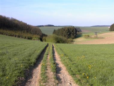 Pad door de velden bij de Rotheckberg nabij Burg Reuland