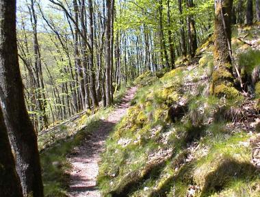 Smal bospad in de omgeving van Obereisenbach