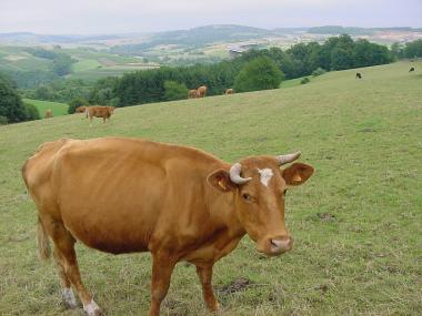 Koeien nabij de autosnelweg E44 Luxemburg-Trier