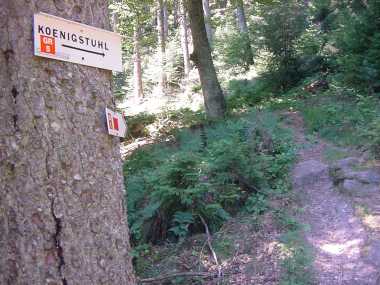 Klimmend bospad richting de Koeningstuhl