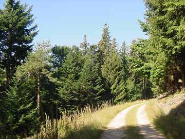 Klimmend bospad tussen Aubure en Pierre des Trois-Bans