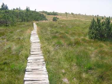 Knuppelbruggetje in het natuurreservaat Gazon du Faing