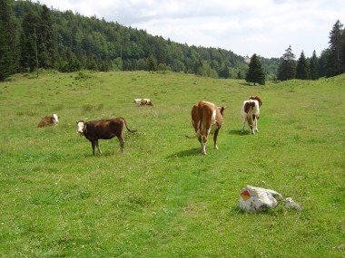 Koeien op het wandelpad (E2/E4) nabij St-Cergue