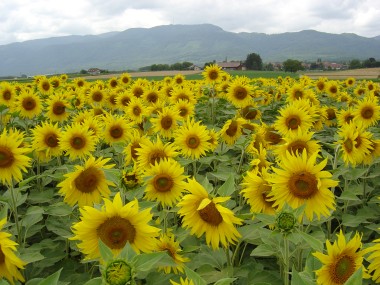 Prachtige zonnebloemen met zicht op heuvels St-Cergue