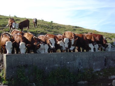 Koeien bij waterbak bij 'le Grand Chesnay'