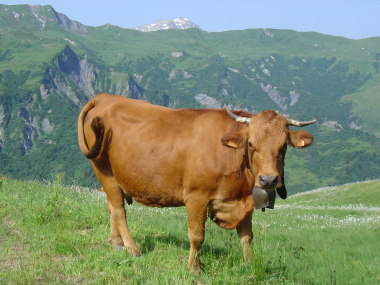 Koe met grote bel in bergwei bij Lac de Roselend