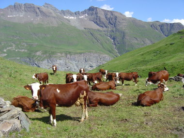 Koeien tussen Bonneval-sur-Arc en Bessans